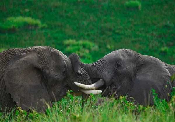 Arusha National Park
