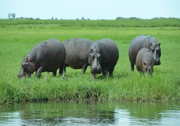 Lake Manyara National Park