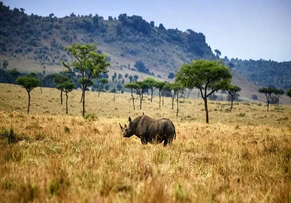 Ngorongoro Crater