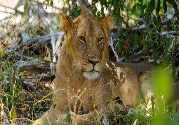 Nyerere National Park