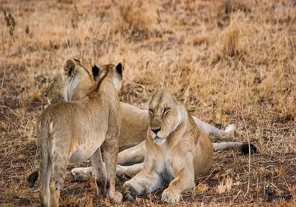Ruaha National Park