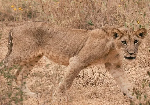 Tarangire National Park